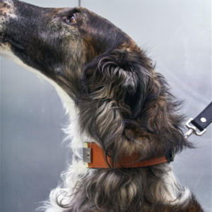 PAWPAL Inc.